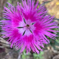 カワラナデシコ,山野草,花散歩,秋の七草の一つの画像