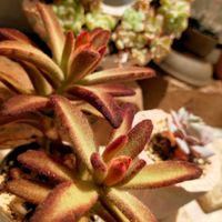 多肉植物,たにくあそび。,多肉好きな人と繋がりたい,たにらー,☆おやすみ☆の画像