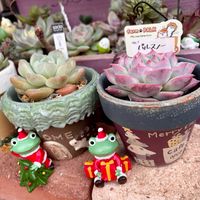 パルスノー,silverfox,多肉植物,多肉女子,多肉植物好きの画像