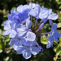 キク,フジバカマ,ミセバヤ,ルリマツリ,キク科の画像