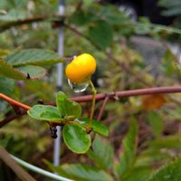 ガーデニング,癒し,花のある暮らし,緑のある暮らし,ハーブのある暮らしの画像