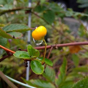 ガーデニング,癒し,花のある暮らし,緑のある暮らし,ハーブのある暮らしの画像