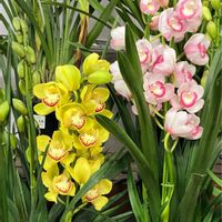 シンビジウム,シンビジウム,ヒマラヤユキノシタ,ヒマラヤユキノシタ,アガベの画像