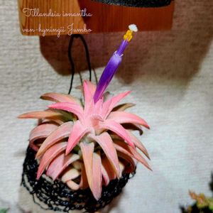 イオナンタ  ツートン,バンハイニンギー ジャンボ,イオナンタ バンハイニンギー ジャンボ,イオナンタ カマレオン,多肉植物の画像