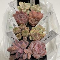 多肉植物,お花は癒し,花が好き❤,☆携帯撮影☆,taniku-dayの画像