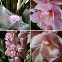 シンビジウム,シンビジウム,シンビジウム,シンビジウム,シンビジウムの画像
