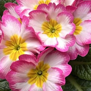 オキザリス,オキザリス,ジュリアン,ジュリアン,八重咲きストックの画像