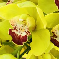 シンビジウム,シンビジウム,花のある暮らし,北海道,今日のお花の画像