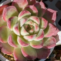 寄せ植え,多肉植物,リメ缶,多肉寄せ植え,リメ鉢の画像