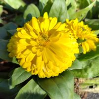 キンセンカ,キラキラ✨,今日も元気で,幸せの黄色いお花,❄️冬にまけるな❄️の画像