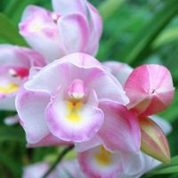 シンビジウム,シンビジウム,モミジ,モミジ,イロハモミジの画像