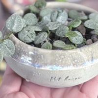 ホヤ・カルノーサの画像