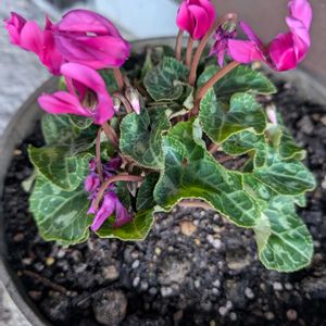 ガーデンシクラメン,花壇,広い庭,テラス,玄関アプローチの画像