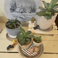 アガベ　笹の雪,アガベ　笹の雪,アガベ 風雷神,アガベ 風雷神,アロエドニー。の画像