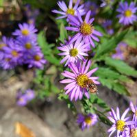 ノコンギク,パープル,チーム・ブルー,チーム・ブルーNo.127,青い花でゆく年くる年'25-'26の画像