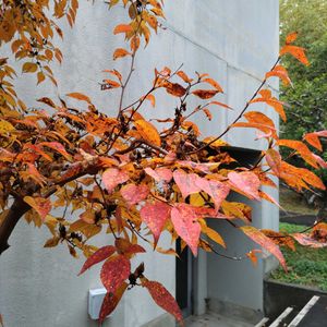 ナツツバキ,いつもの散歩道,世界平和,被災地にエールを…。,道端徘徊同盟の画像