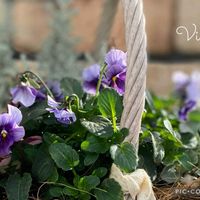 アリッサム,クローバー,ディコンドラ,ビオラ 華あられ,横浜セレクション フェアリープリンセスの画像