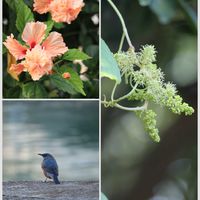 ノブドウ,オレンジフラミンゴ,イソヒヨドリ♂,野鳥,沖縄の画像