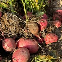 ススキ,スナップエンドウ,グミ,アンデスレッド・ジャガイモ,アンデスレッド・ジャガイモの画像