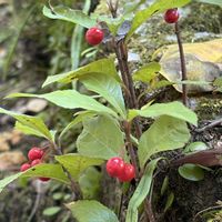 ガマズミ,ツワブキ,ヤブコウジ,野鳥(ハクセキレイ),赤い実の画像