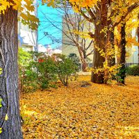 皇帝ダリア,バラ,ボケ,紅葉,パンジーの画像