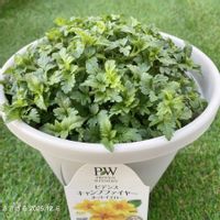 ビデンス,ビデンス,ビデンス　キャンプファイヤー　ホットイエロー,ビデンス　キャンプファイヤー　ホットイエロー,PRの画像