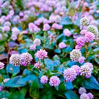 ポリゴナム（ヒメツルソバ）,グランドカバー,庭の画像