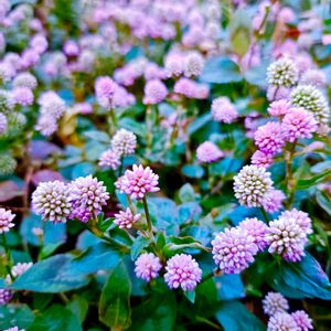 ポリゴナム（ヒメツルソバ）,グランドカバー,庭の画像