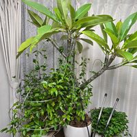 プルメリア,プルメリア,キャッツテール,キャッツテール,アラビアジャスミン 茉莉花の画像