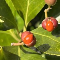 マサキ,紅い実,iPhone撮影,ホッコリ,寒さに負けずの画像