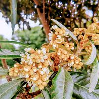 ビワ,ビワ,ビワの花,ビワの花,枇杷の画像