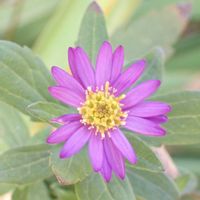 ノコンギク,山野草,裏山の画像