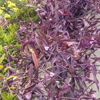 デージー,ムラサキゴテン,ムラサキゴテン,ビオラ,ビオラの画像