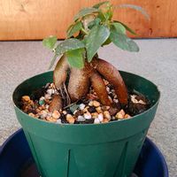 ガジュマル,ガジュマル,ガジュマル,ガジュマル,観葉植物の画像