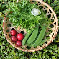 ヒメリンゴ,ワイヤープランツ,わさび菜,美笹えんどう豆,グリーンのある暮らしの画像