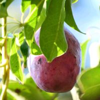 ムベ,つる性,生薬,常緑樹,在来種の画像