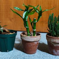 ガジュマル,ミリオンバンブー,ユーフォルビア属,観葉植物,ガーデニングの画像