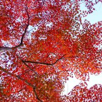 アザレア,紅葉,観察,優しい色,静寂の画像