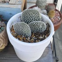 サボテン,バニーカクタス,多肉植物,リメ缶,多肉の寄せ植えの画像