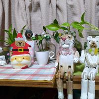 ぽとす ⭐️,水耕栽培の画像