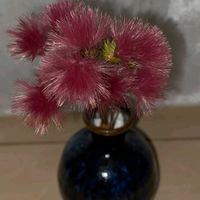 バラ,松ぼっくり,コウヤボウキ,コウヤボウキ,コウヤボウキの画像