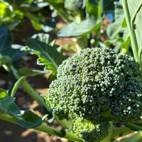 ブロッコリー,私のお庭,千葉県北西部,小さな庭,家庭菜園の画像