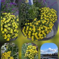 アリッサム,イソギク,ナンテン,アメジストセージ, メドセージの画像