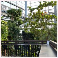 寒椿,復興祈願,ピンク❤︎ピンク,茨城県植物園,Juneの会の画像