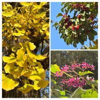 イチョウ,イチョウ,クサギ,クサギ,クロガネモチの画像