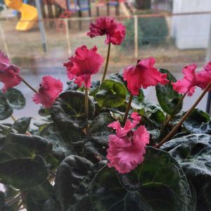 カリブラコア,シクラメン,ヘリオトロープ  ブライドブルー,スーパーチュニア ラヴィドゥヴィ,花のある暮らしの画像