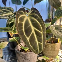 アンスリウム,アンスリウム　ベッセアエ,アンスリウム　パピリラミナム  レジェンド,観葉植物,アロイドの画像