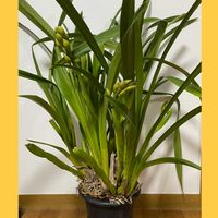 シンビジウムユーホーカラー,花のある暮らし,新しい仲間,お花大好き♡,今日のお花の画像