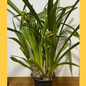 シンビジウムユーホーカラー,花のある暮らし,新しい仲間,お花大好き♡,今日のお花の画像