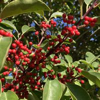 シャリンバイ,トベラ,モッコク,ナンキンハゼ,クロガネモチの画像